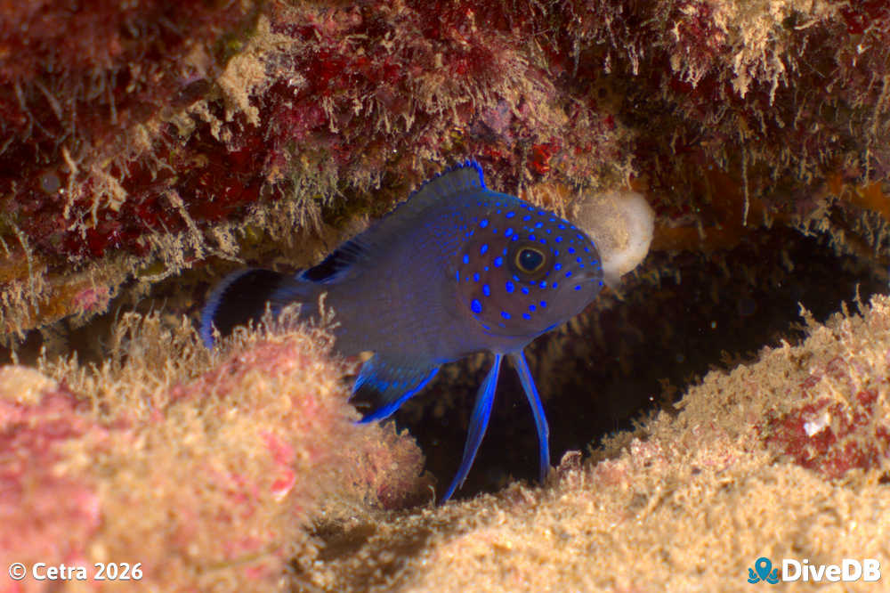 Photo of Southern Blue Devil. 