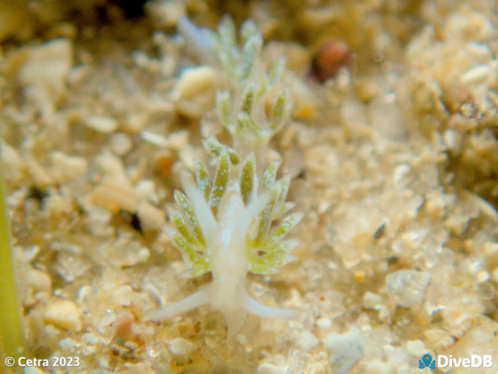 Photo of Tularia bractea at Port Noarlunga Jetty. 