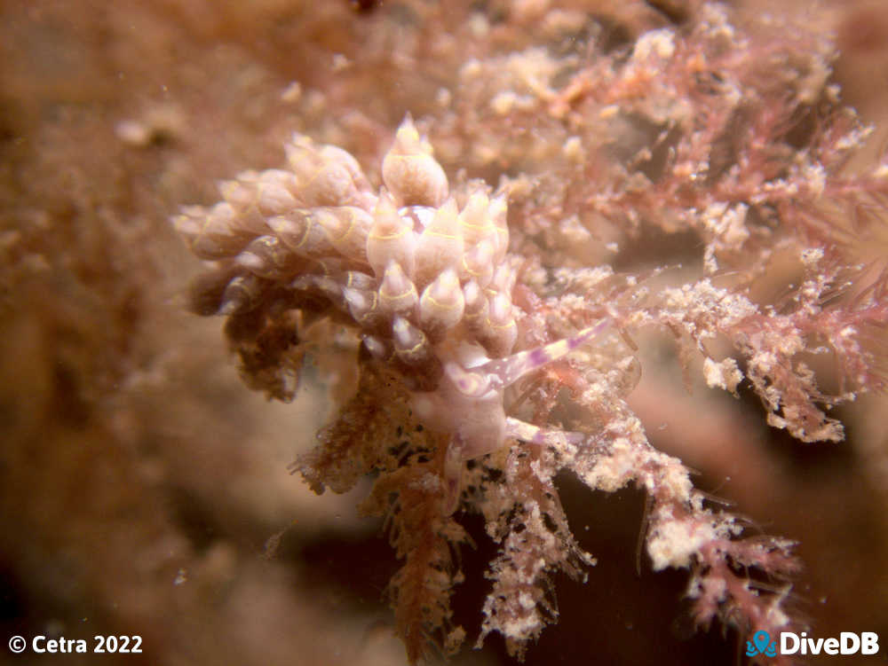 Photo of Trinchesia RB14 at Port Noarlunga Jetty. 