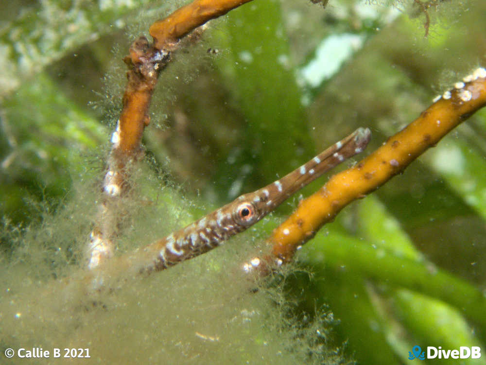 Photo of Port Phillip Pipefish at Port Hughes Jetty. 