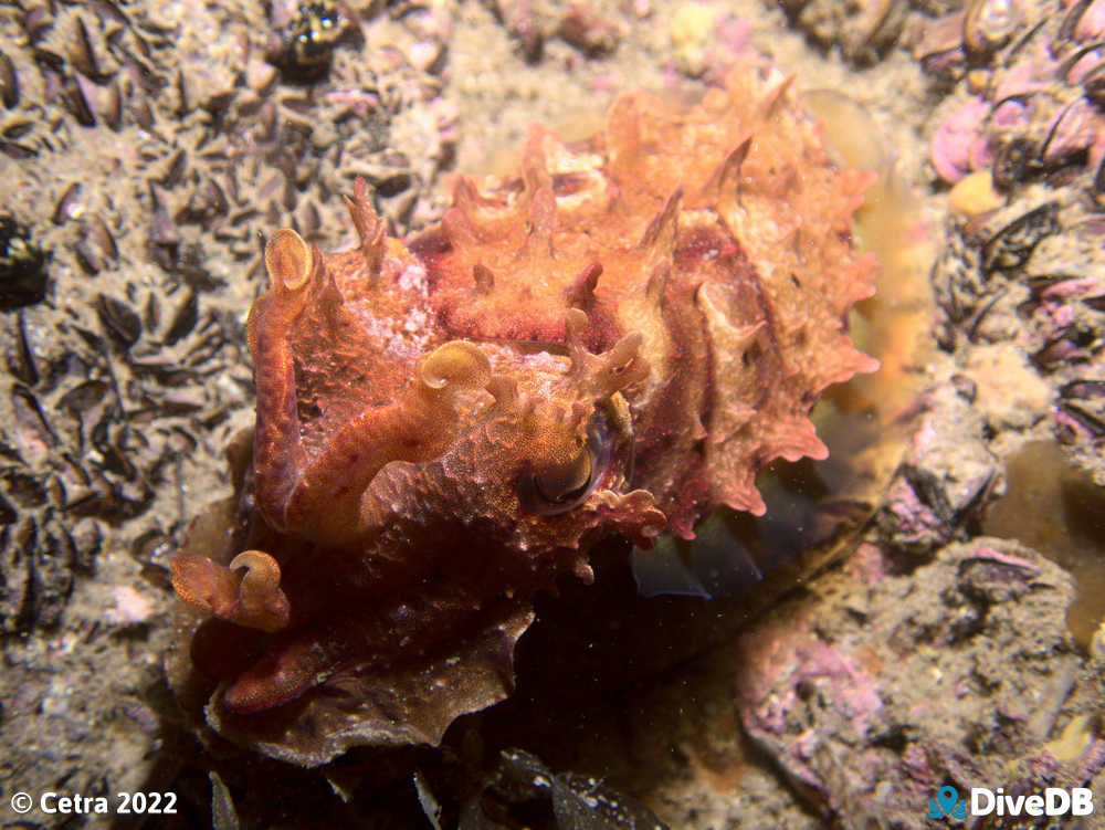 Photo of Cuttlefish at Port Noarlunga Jetty. 