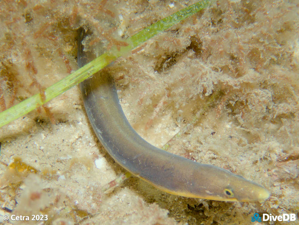 Shorthead Worm Eel