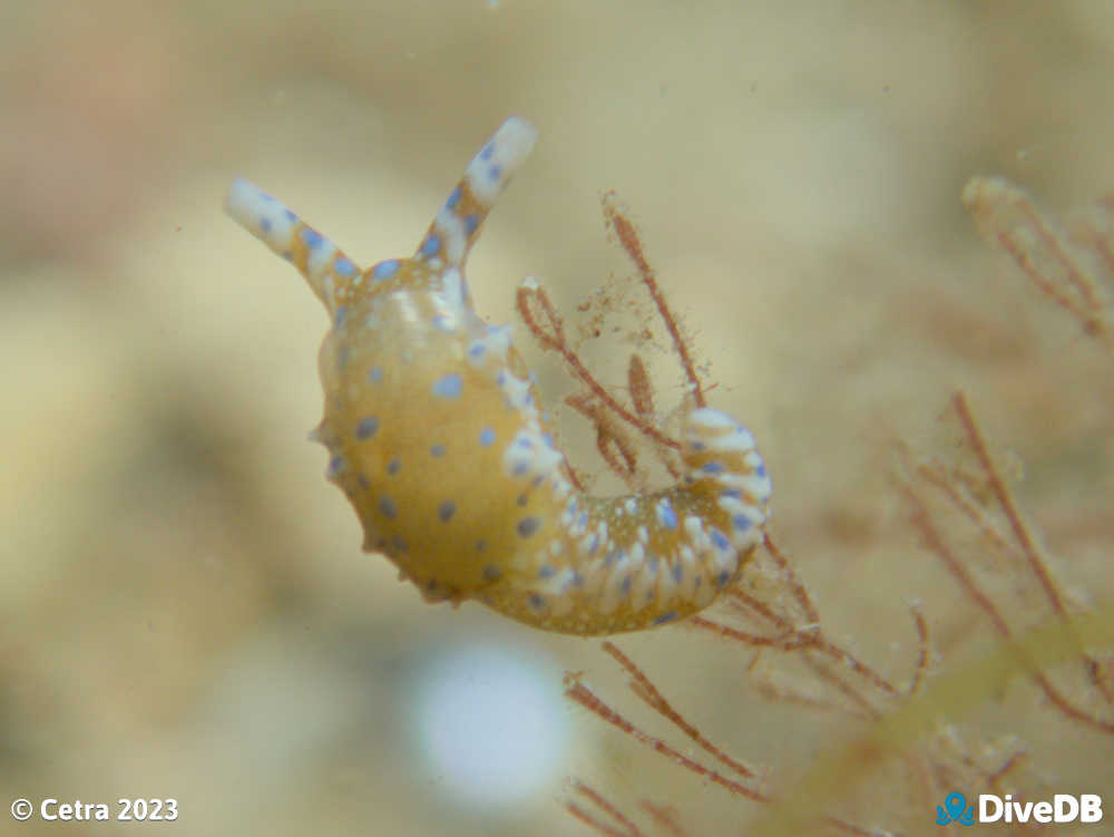 Photo of Dinosaur Nudi at Edithburgh Jetty. 