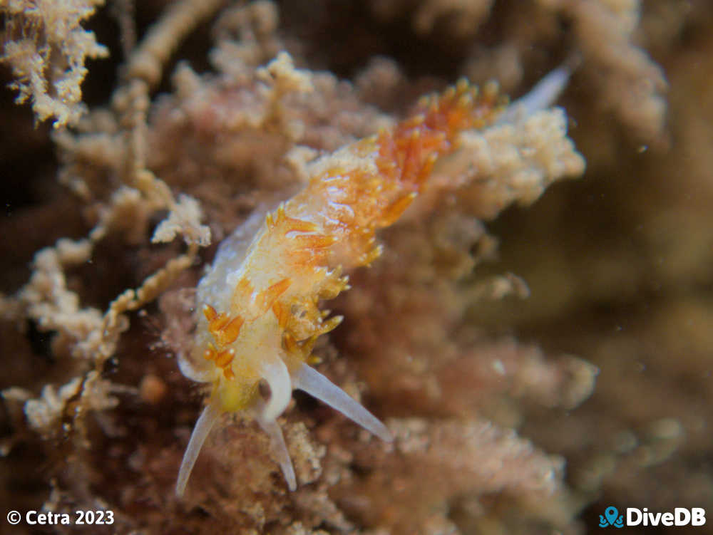 Photo of Tularia bractea at Edithburgh Jetty. 