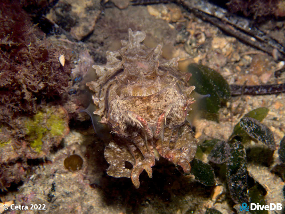 Photo of Cuttlefish at Edithburgh Jetty. 