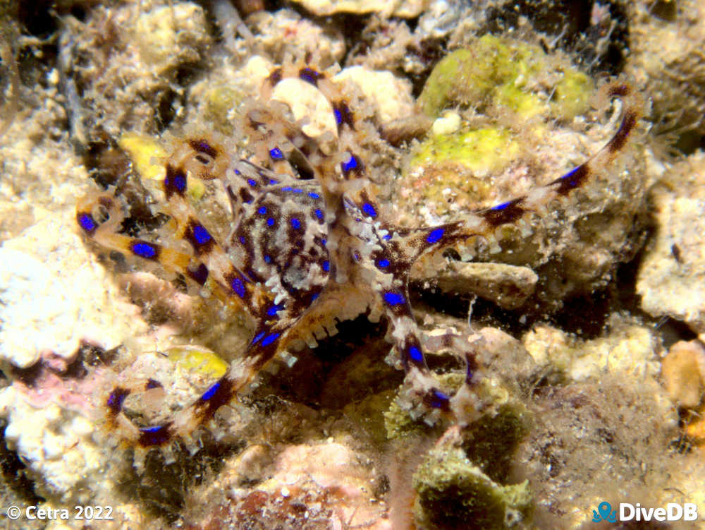 Photo of Blue Ring at Port Hughes Jetty. 