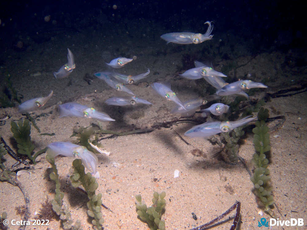 Photo of Squid at Edithburgh Jetty. 