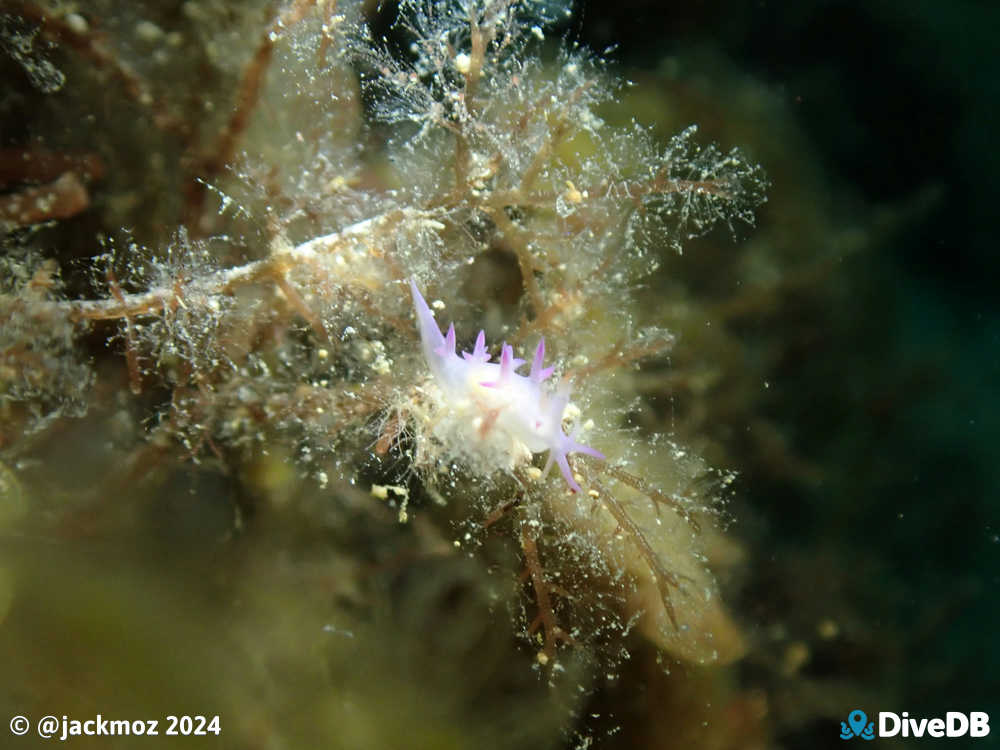 Photo of Marianina sp. at Seacliff Reef. 