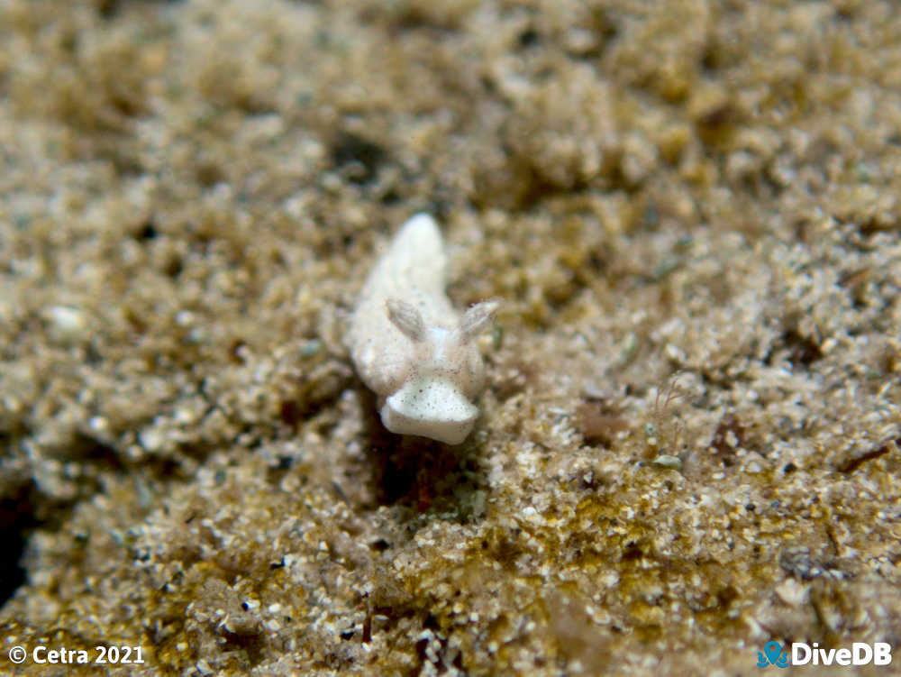 Photo of Dermatobranchus sp. at Wallaroo Jetty. 