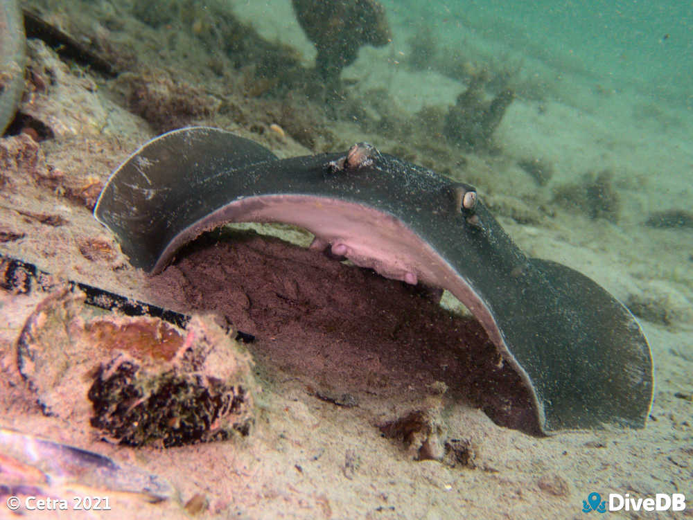 Photo of Stingray at Wallaroo Jetty. 