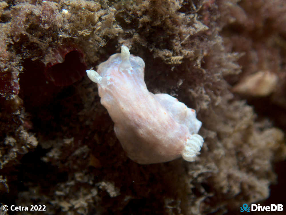 Photo of Goniobranchus epicurius at Edithburgh Jetty. 