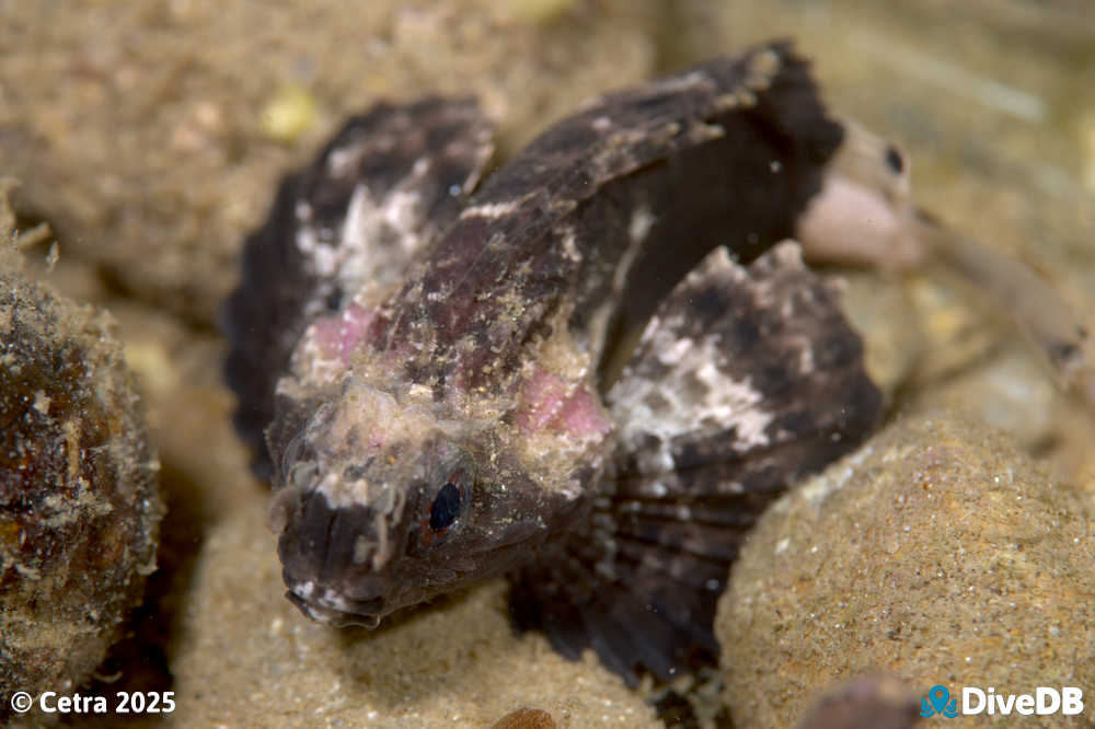 Photo at Port Noarlunga Jetty. 