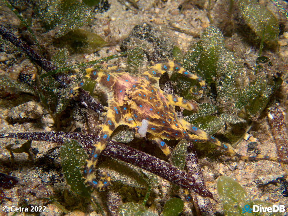 Photo of Blue Ring at Edithburgh Jetty. 