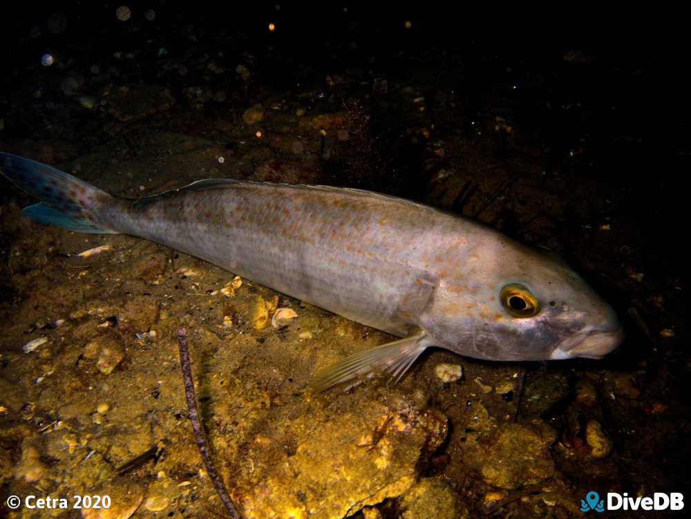 Photo of Dusky Morwong at Port Noarlunga Jetty. 