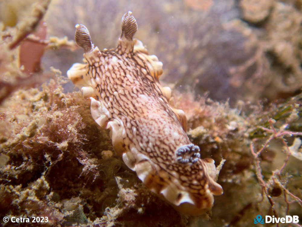 Photo of Aphelodoris lawsae at Glenelg Dredge. 