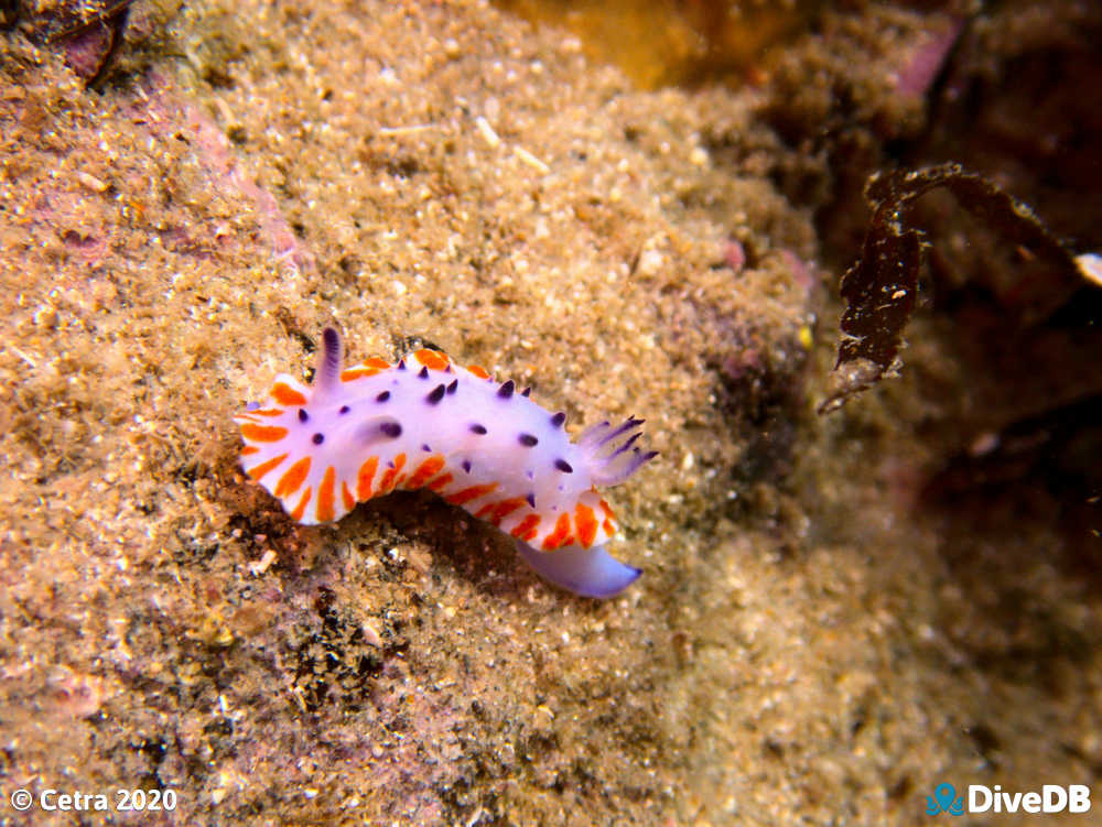 Photo of Mexichromis macropus at Port Noarlunga Jetty. 