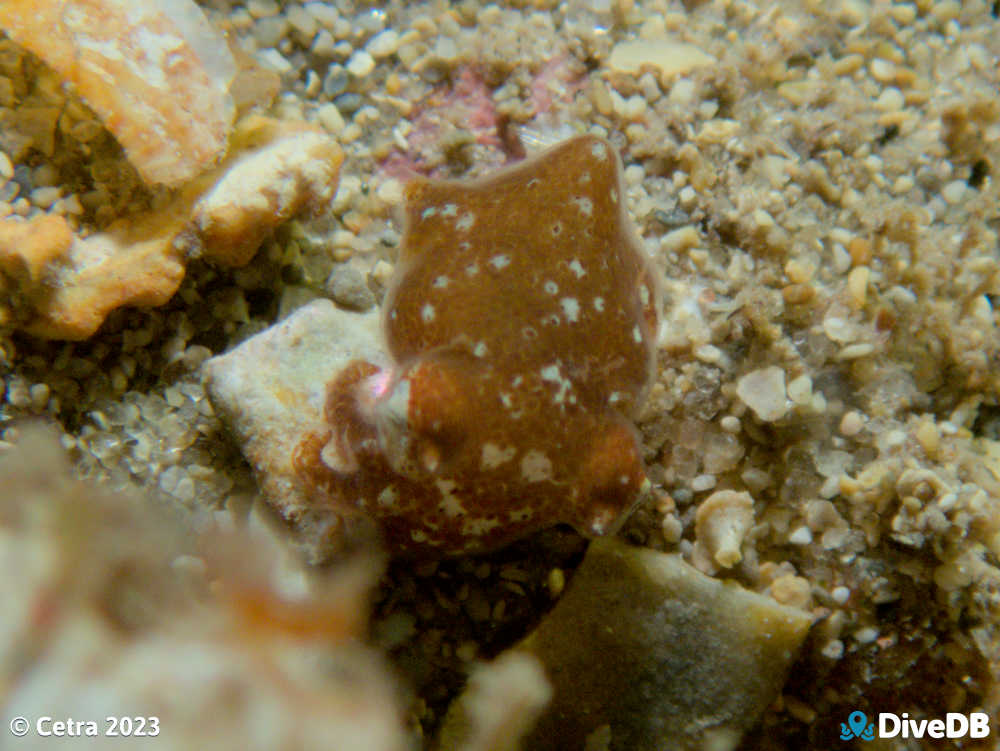 Photo of Bobtail Squid at Edithburgh Jetty. 