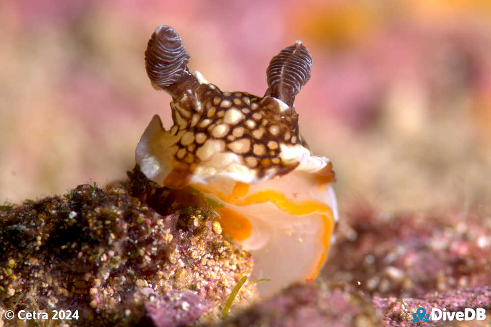 Photo of Aphelodoris lawsae at Edithburgh Jetty. 