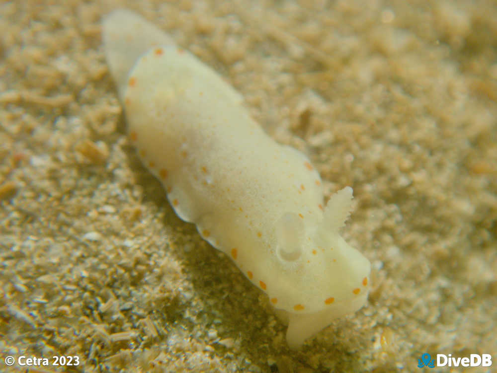 Photo of Verconia closeorum at Port Noarlunga Jetty. 