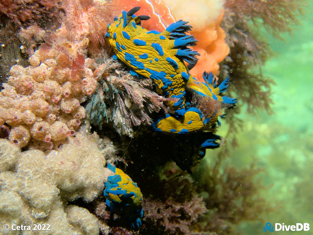 Photo of Verco's nudibranch at Portsea Pier. 