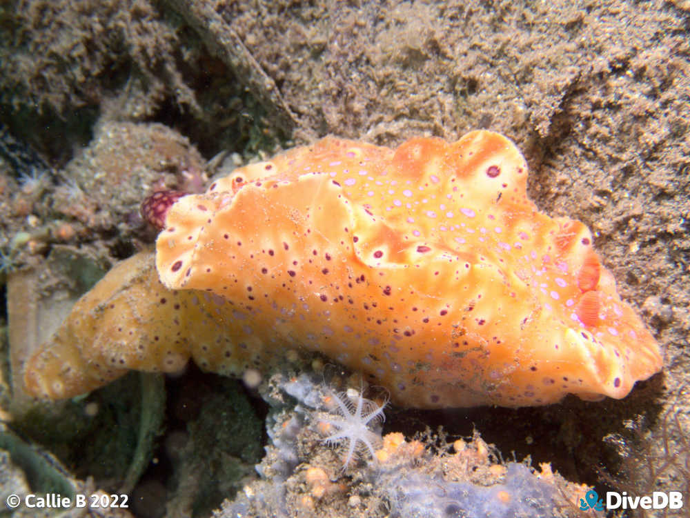 Photo of Short-tailed Sea Slug at Port Hughes Jetty. 