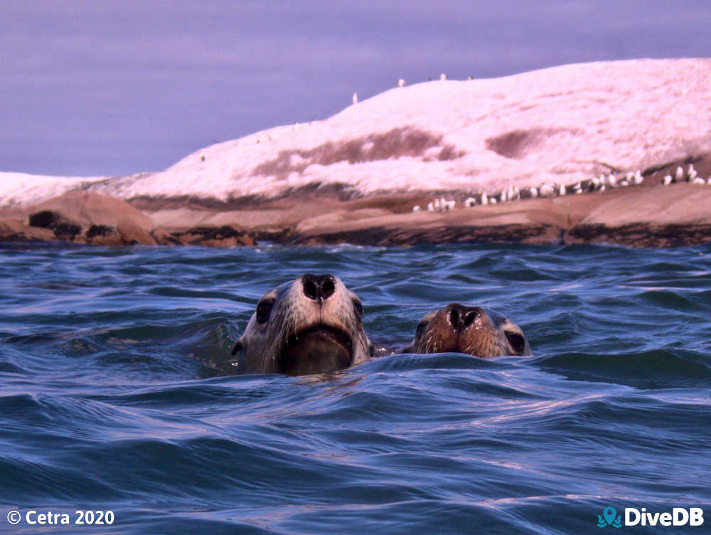 Photo of Sealion. 