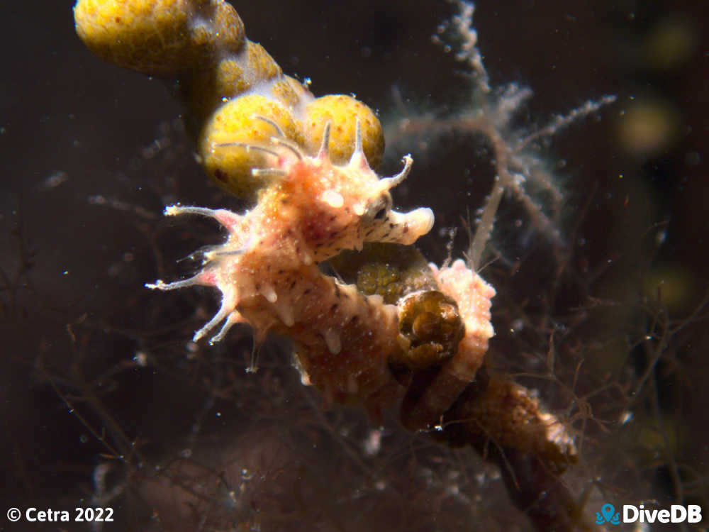 Photo of Shorthead Seahorse at Port Victoria Jetty. 