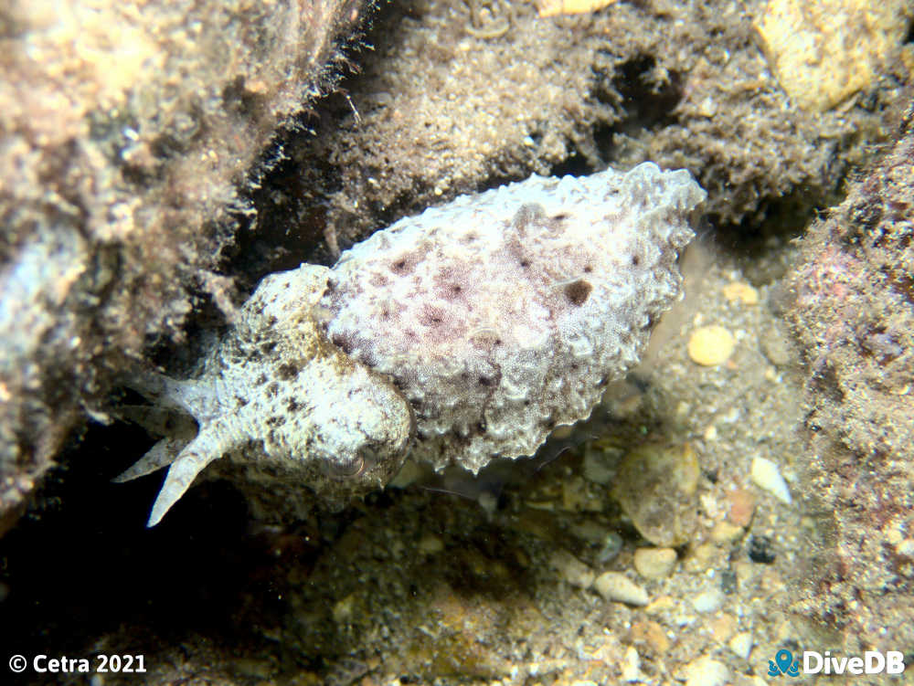 Photo of Cuttlefish at Edithburgh Jetty. 