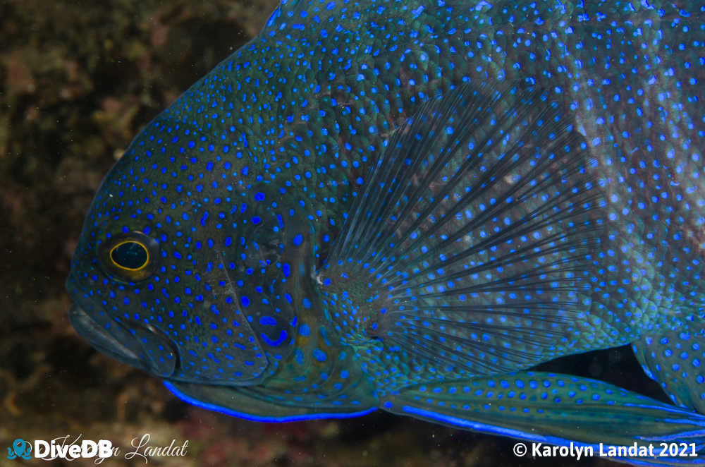 Photo of Southern Blue Devil at Rapid Bay. 