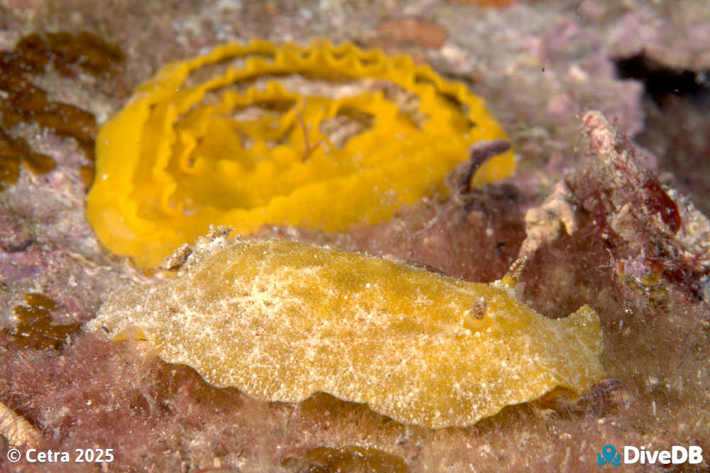 Photo of Sclerodoris sp. at Port Hughes Jetty. 