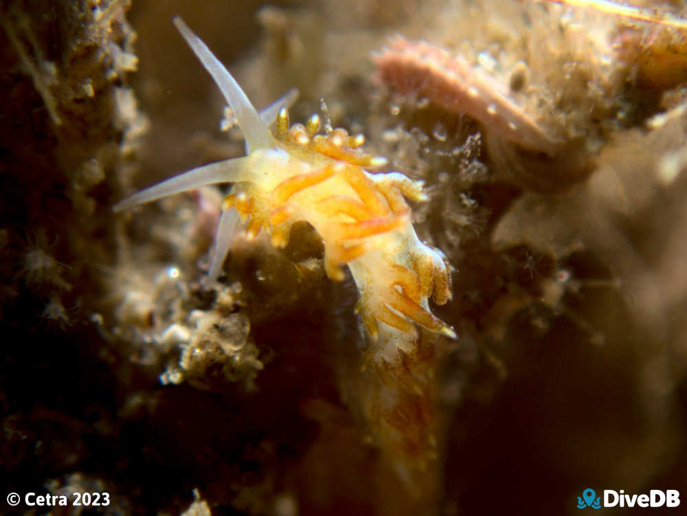 Photo of Tularia bractea at Port Noarlunga Jetty. 