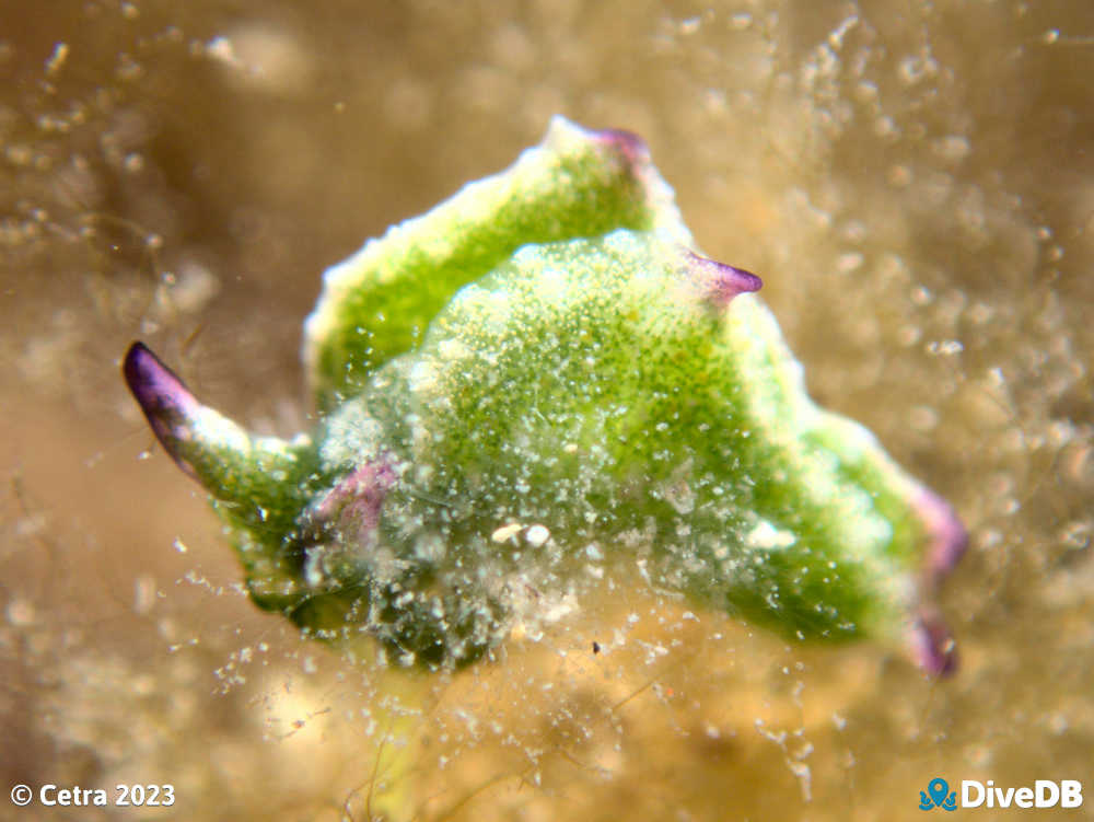 Photo of Disco Slug at Wallaroo Jetty. 