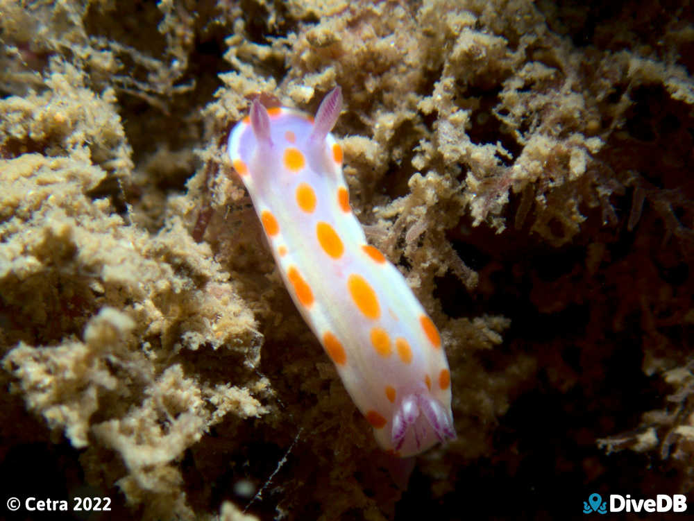 Photo of Clown Nudi at MV Seawolf. 