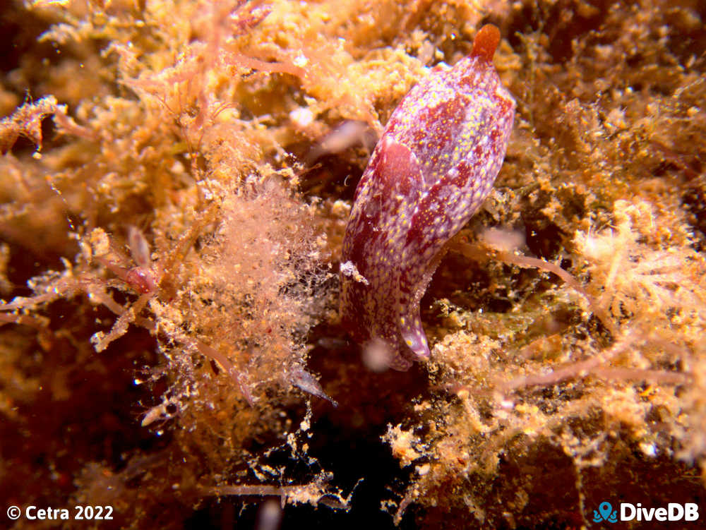 Photo of Head Shield Slug at Glenelg Dredge. 