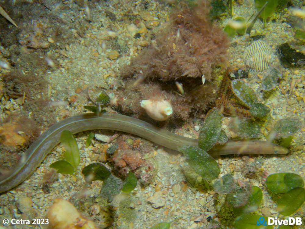 Photo of Shorthead Worm Eel at Edithburgh Jetty. 