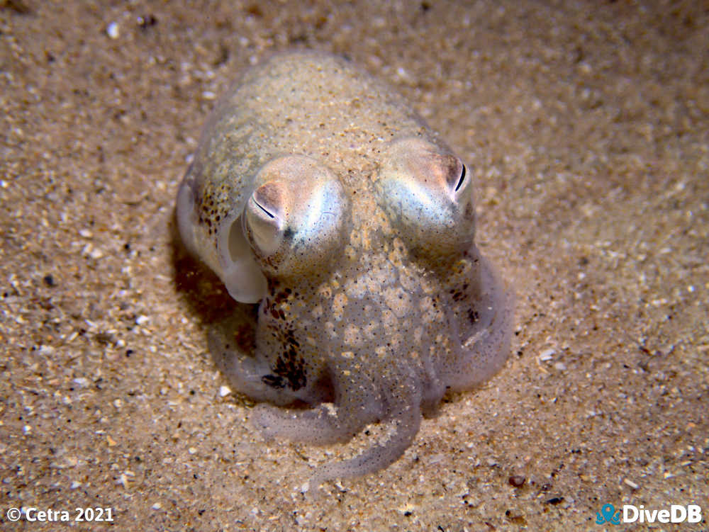 DiveDB - Photo of Bobtail Squid at Port Noarlunga Jetty.