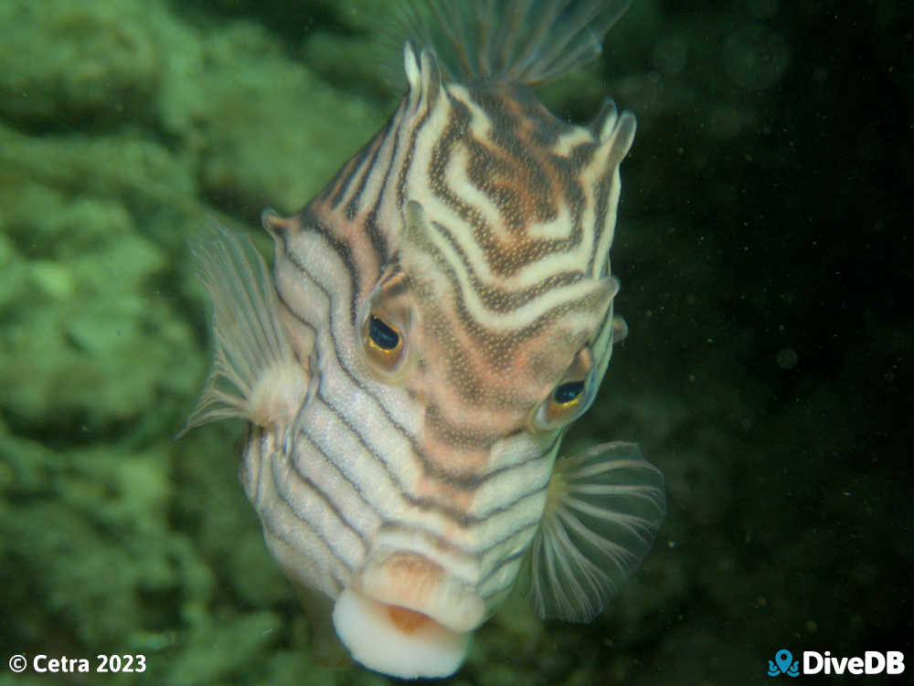 Photo of Ornate Cowfish at Port Victoria Jetty. 