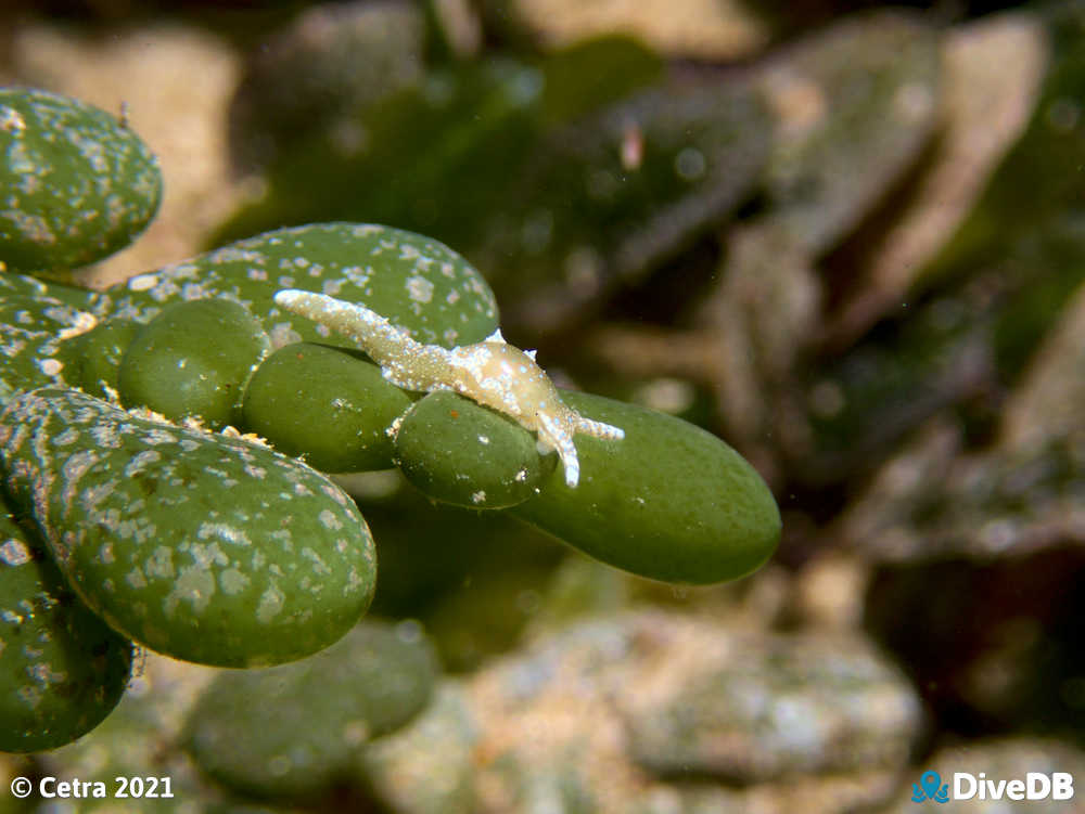 Photo of Dinosaur Nudi at Edithburgh Jetty. 