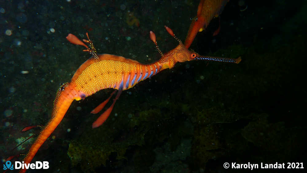 Weedy Seadragon