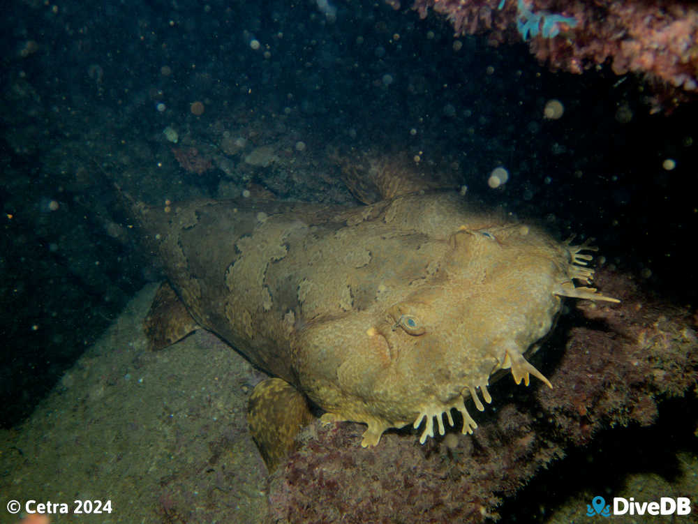 Photo of Wobbegong at Glenelg Dredge. 