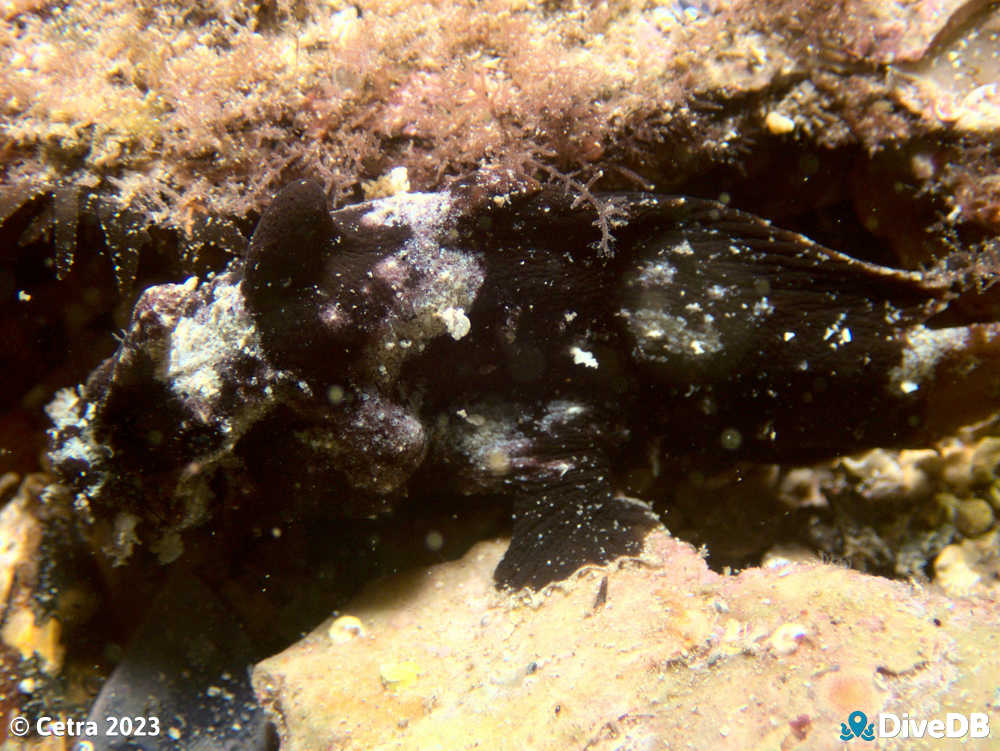 Photo of Angler Fish at Port Hughes Jetty. 