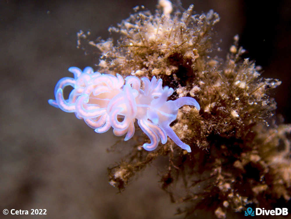 Photo of Phyllodesmium serratum at Little Goose Island. 