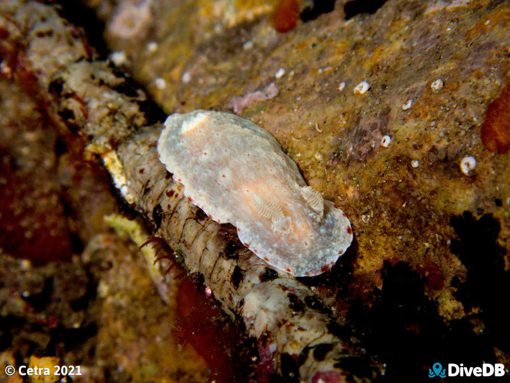 Photo of Goniobranchus epicurius at Edithburgh Jetty. 