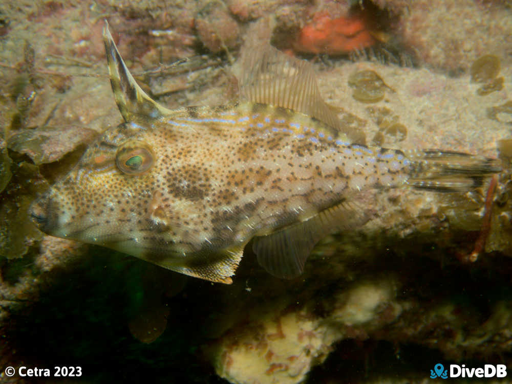 Photo of Rough Leatherjacket at Norma. 