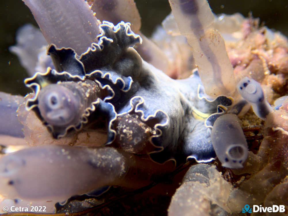 Photo of Blue Flatworm at Port Noarlunga Jetty. 