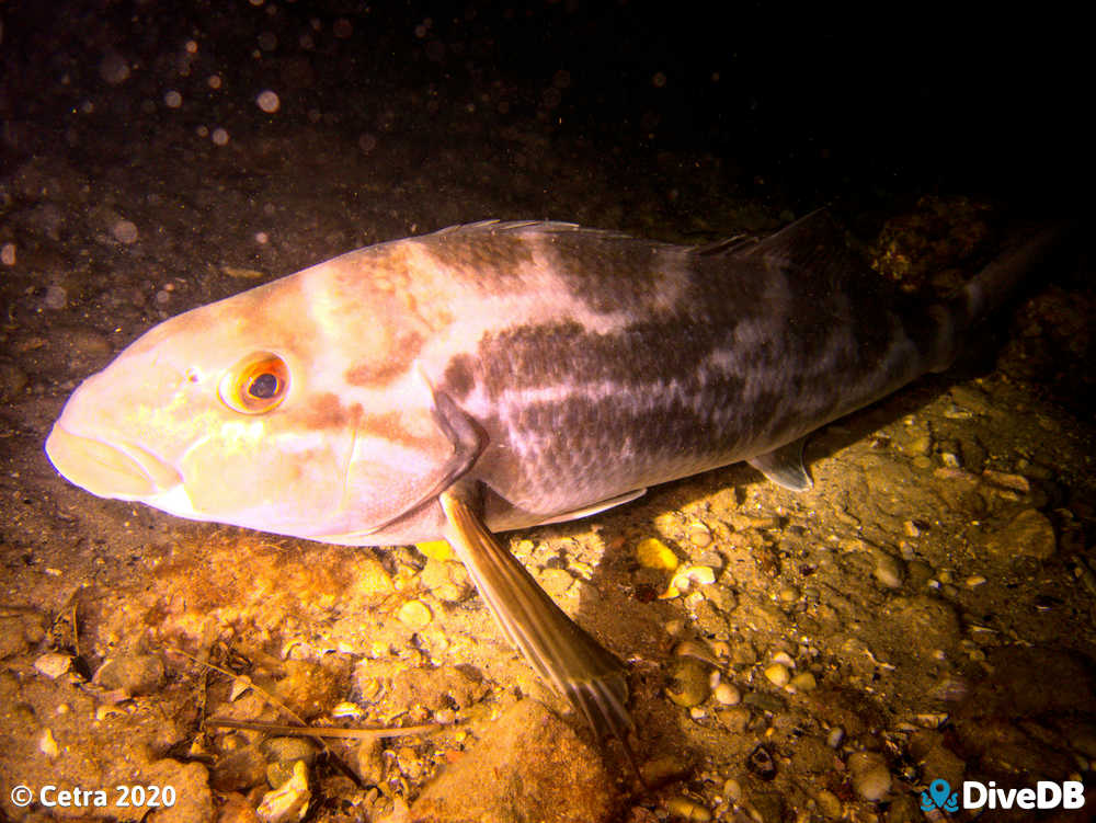 Photo of Dusky Morwong at Port Noarlunga Jetty. 