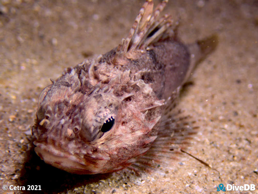Photo of Gurnard Perch. 