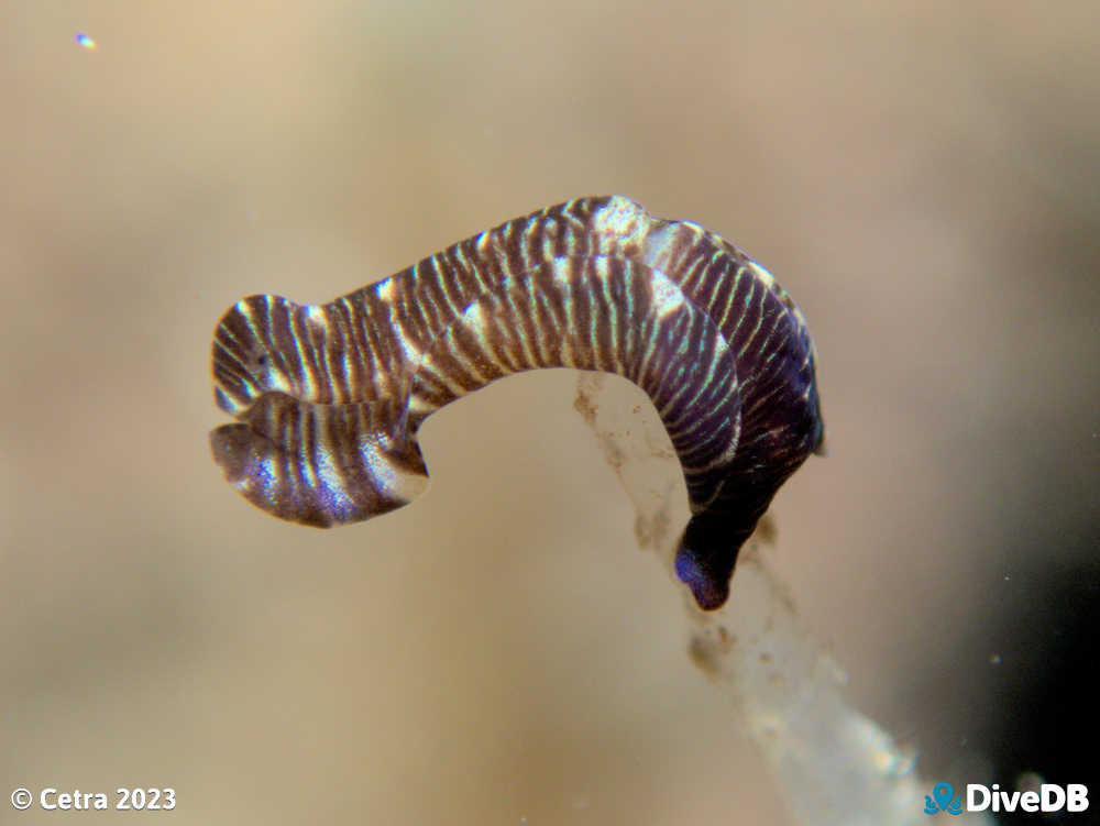 Photo of Tubulophilinopsis lineolata at Port Victoria Jetty. 