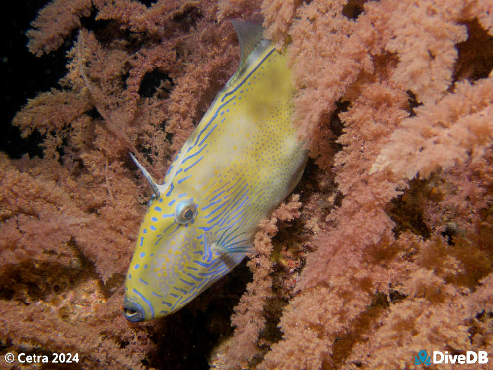 Photo of Sixspine Leatherjacket at Glenelg Dredge. 