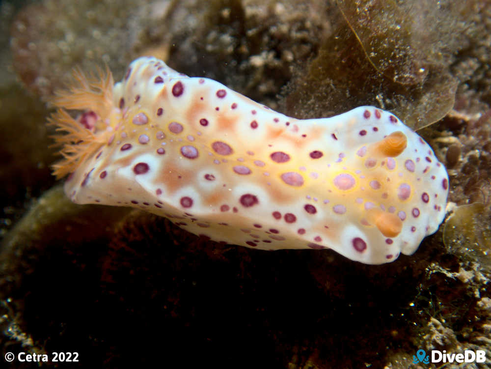 Photo of Short-tailed Sea Slug at Port Victoria Jetty. 